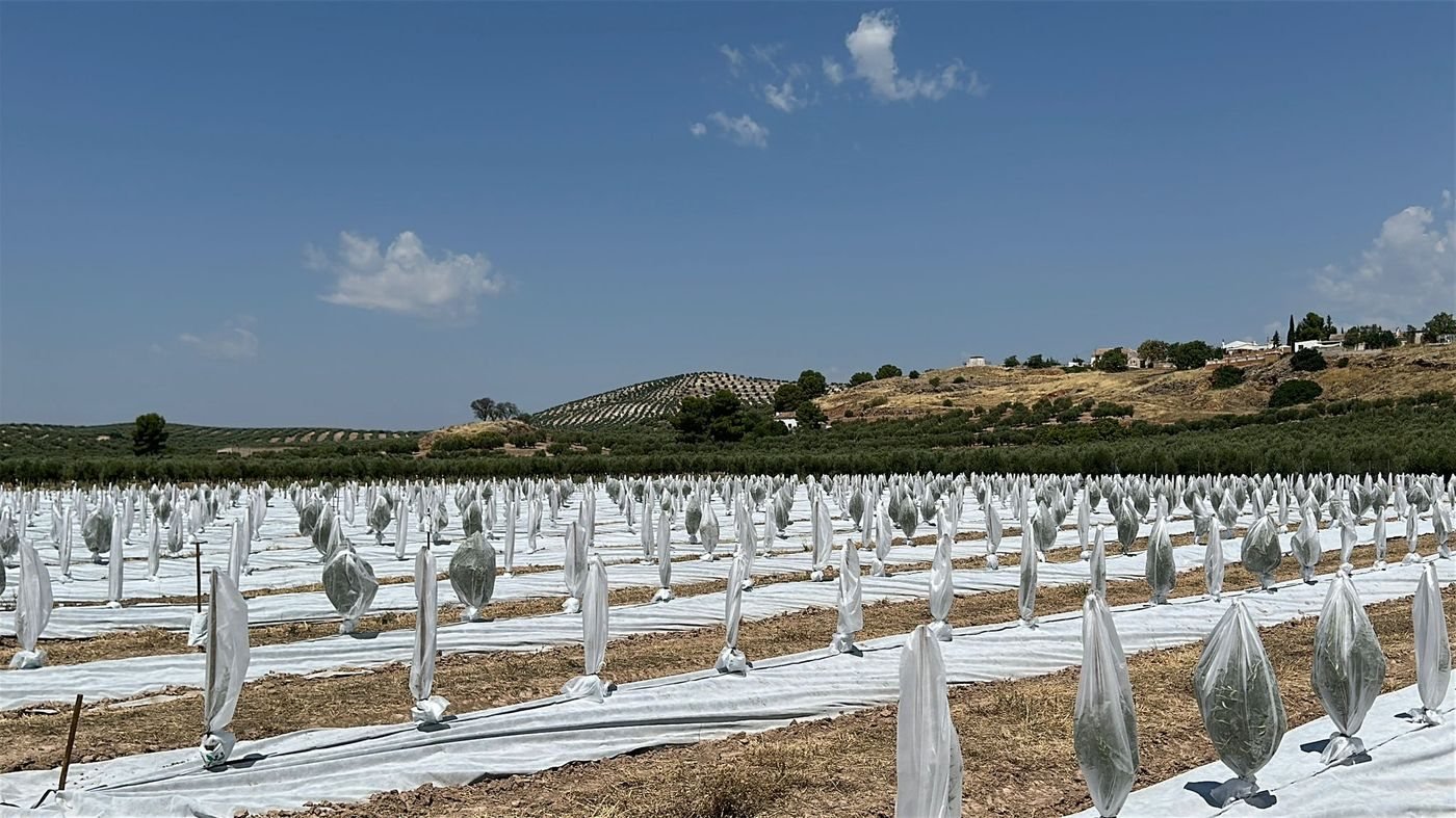 Olivar protegido con bicapa antihierba Disaplint