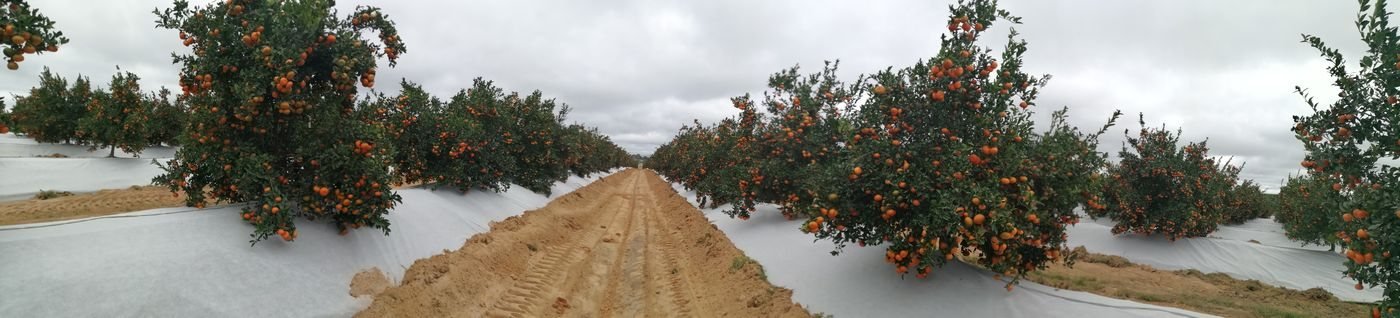 Naranjos de Disaplint cultivados sobre malla bicapa