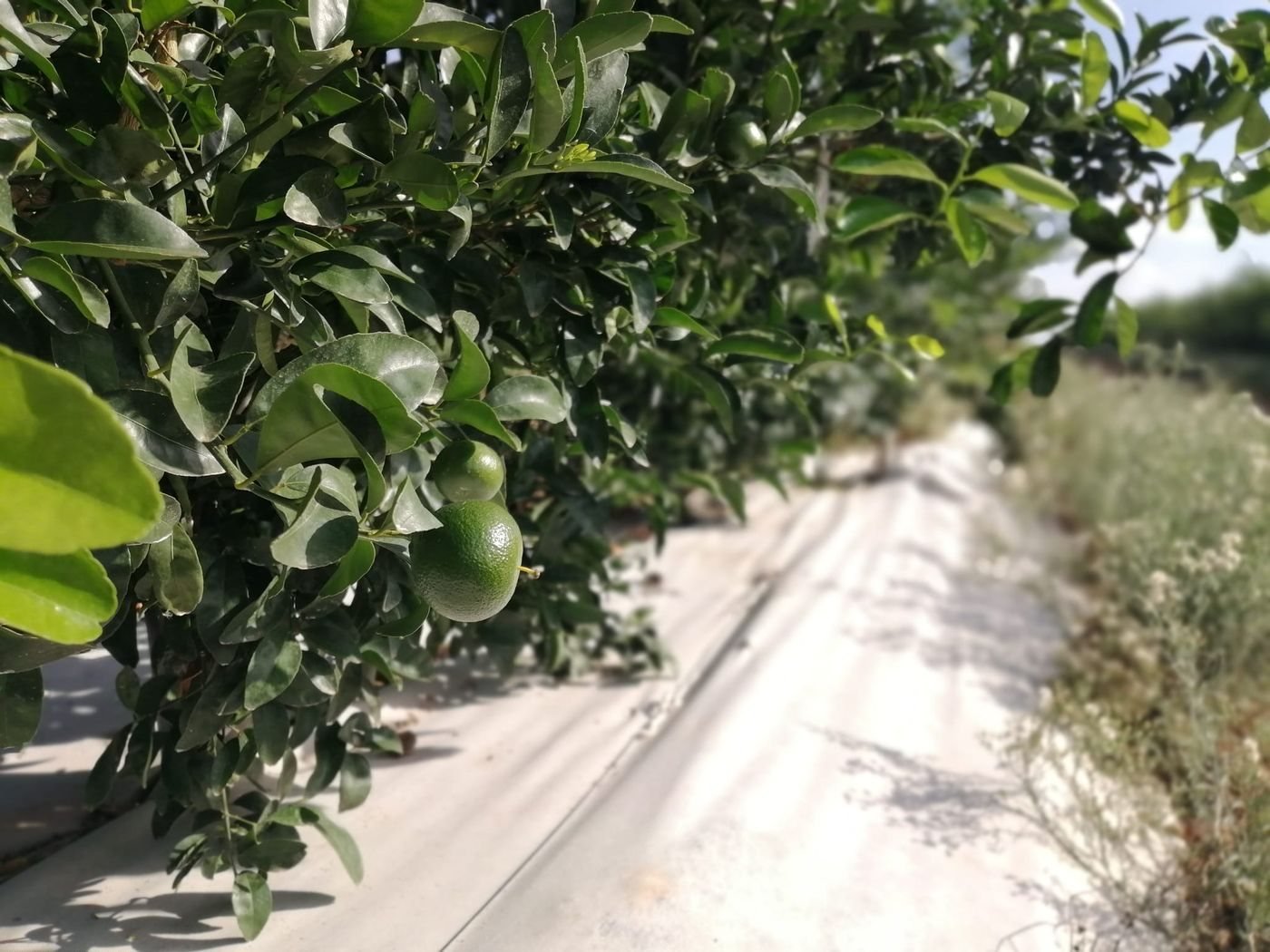 Cítricos cultivados con bicapa antihierba