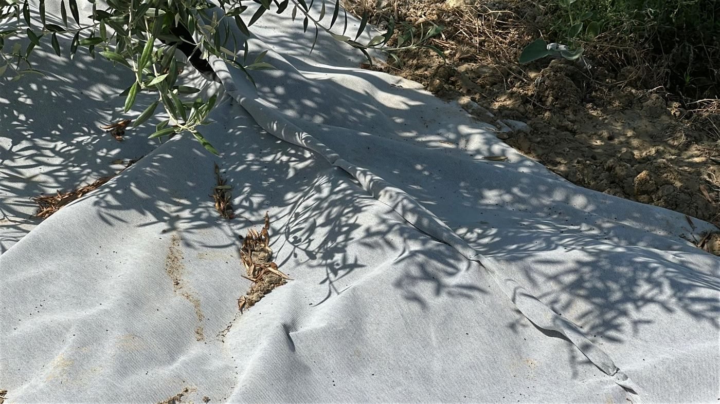 Olivar protegido con No Tejido Disaplint