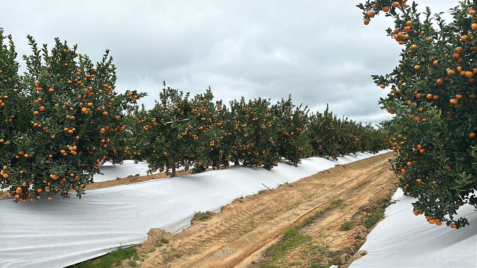 Naranjos cultivados sobre malla antihierba Disaplint