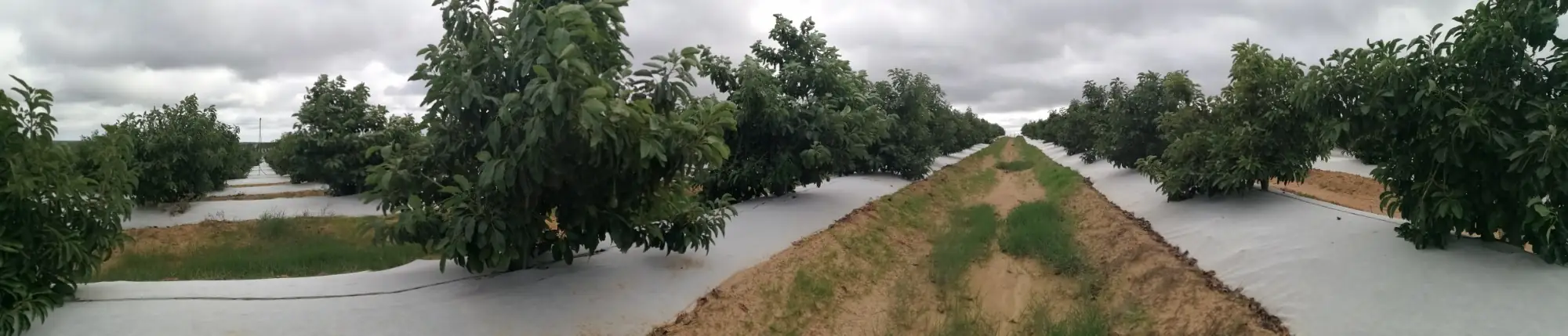 Malla bicapa instalada sobre el cultivo, cara blanca hacia arriba