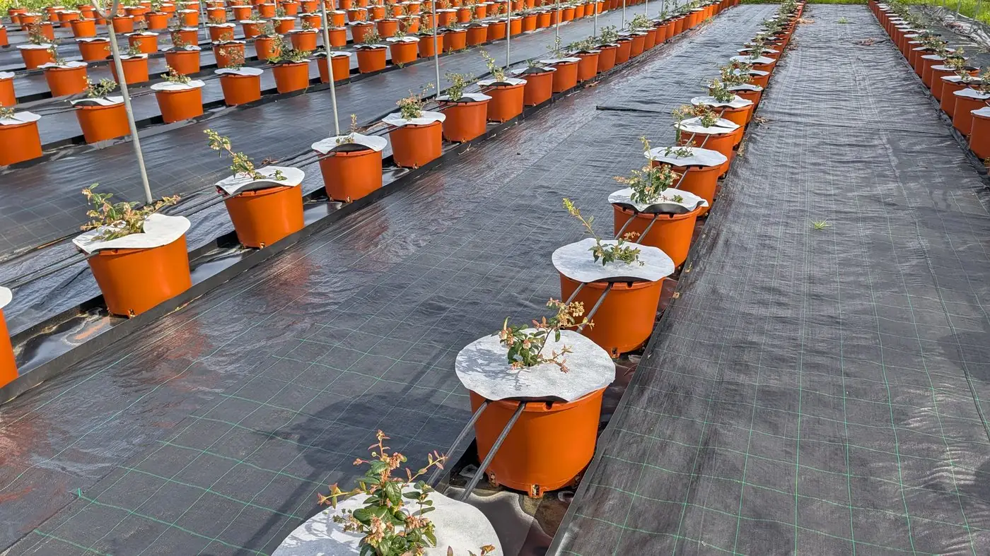 Cubremacetas antihierba en cultivo en maceta