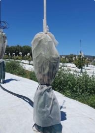 Funda tubular protegiendo un plantón joven