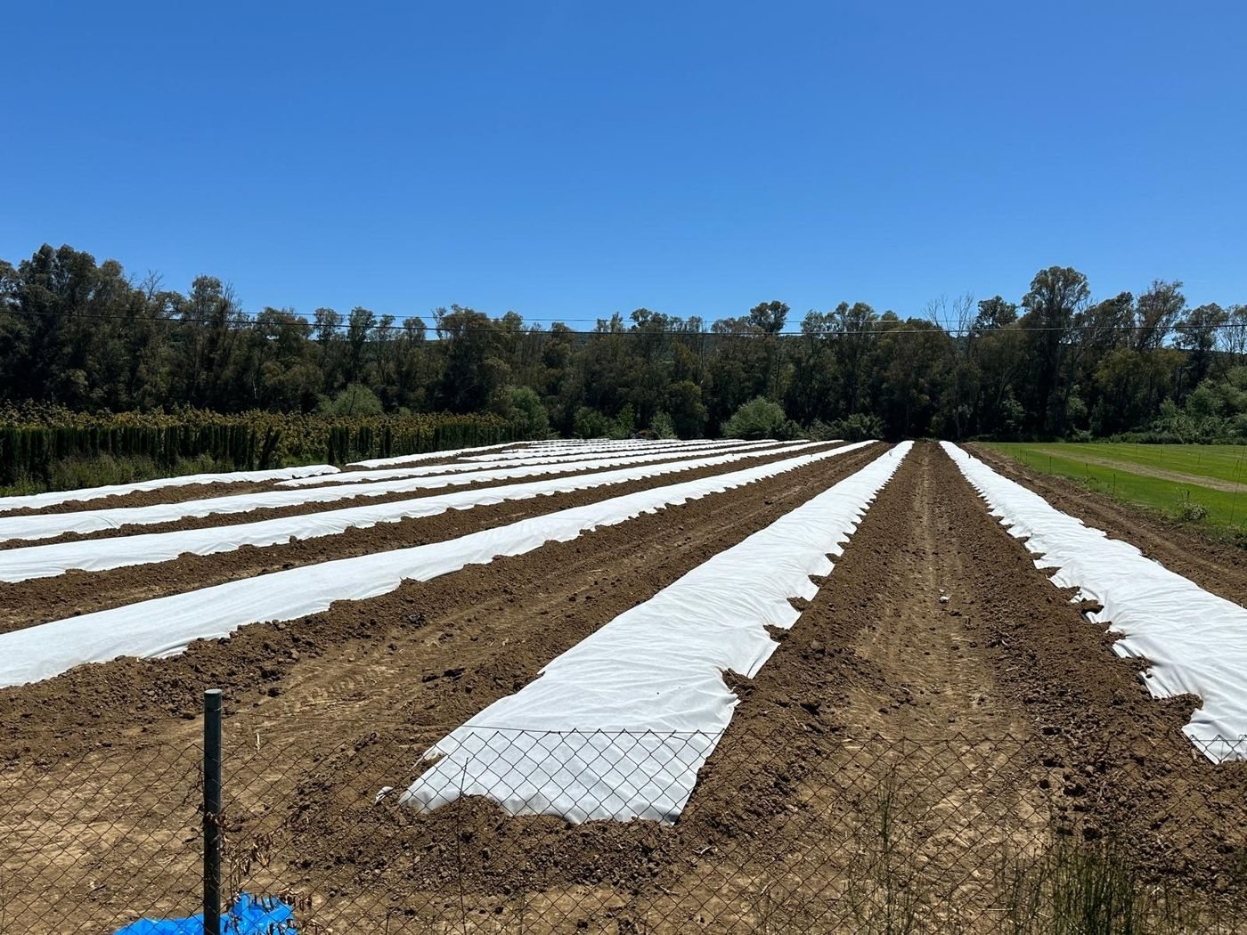 Plantación cubierta con No Tejido Disaplint