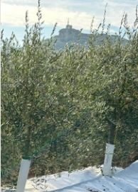 Protectores de troncos en una fila de olivos