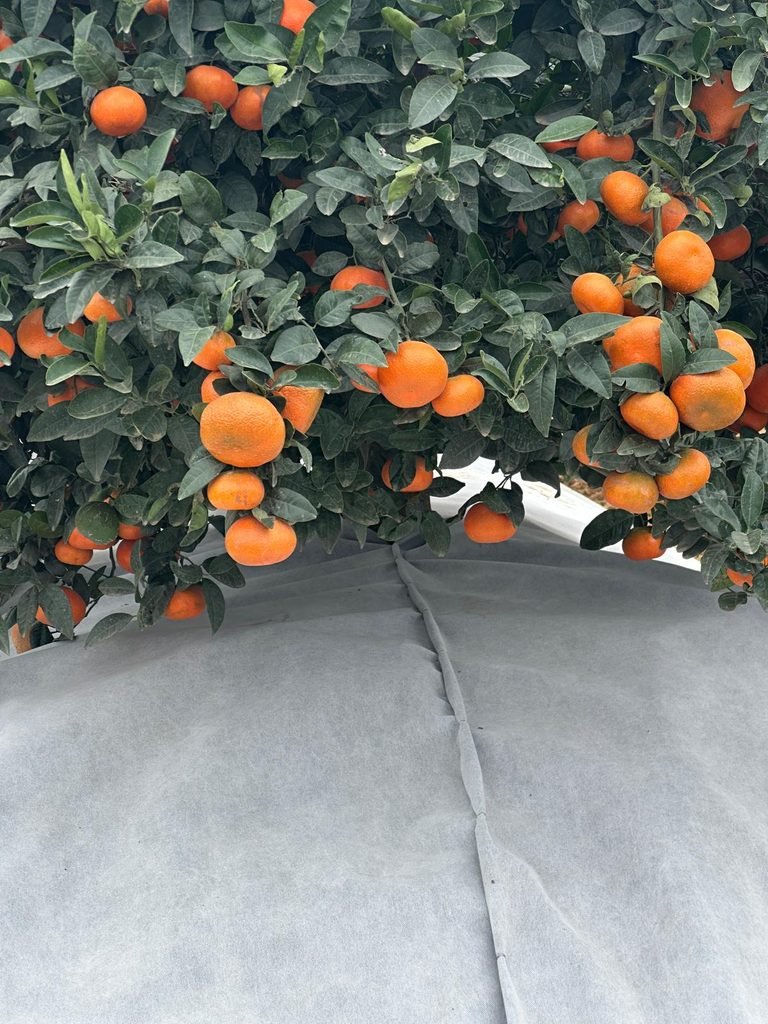 Malla bicapa antihierba Disaplint en plantación de cítricos (foto 1)