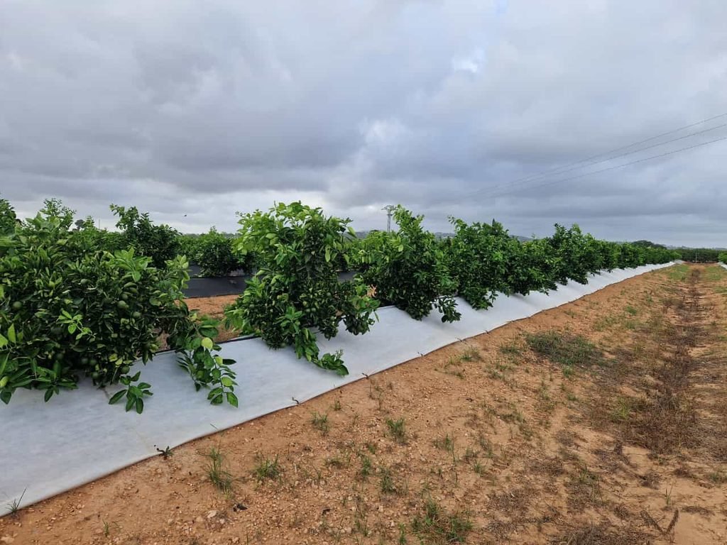 Malla bicapa antihierba Disaplint en plantación de cítricos (foto 2)