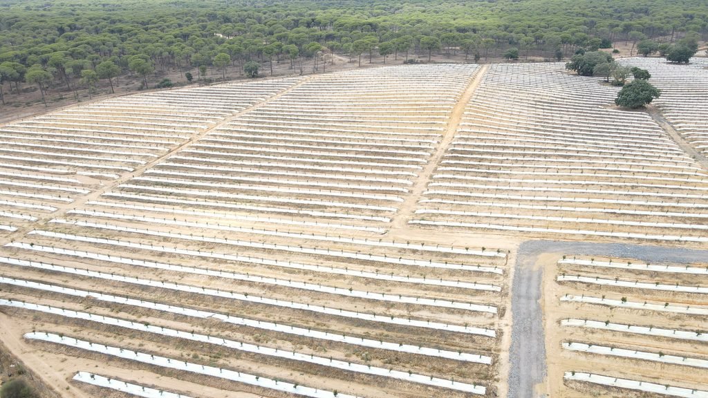 Malla bicapa antihierba Disaplint en plantación de aguacate (foto 1)