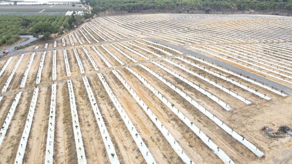 Malla bicapa antihierba Disaplint en plantación de aguacate (foto 5)