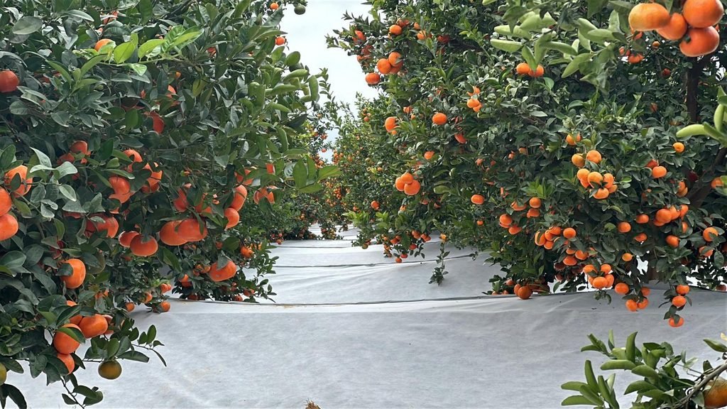 Malla bicapa antihierba Disaplint en plantación de cítricos (foto 4)