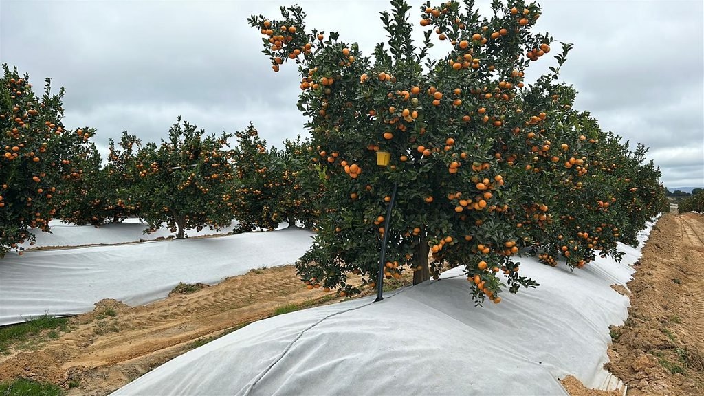 Malla bicapa antihierba Disaplint en plantación de cítricos (foto 5)