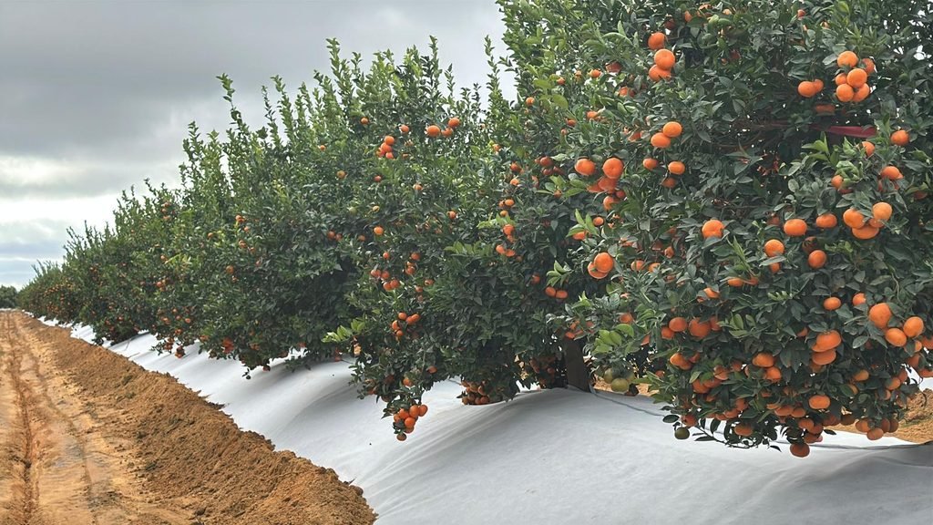 Malla bicapa antihierba Disaplint en plantación de cítricos (foto 6)