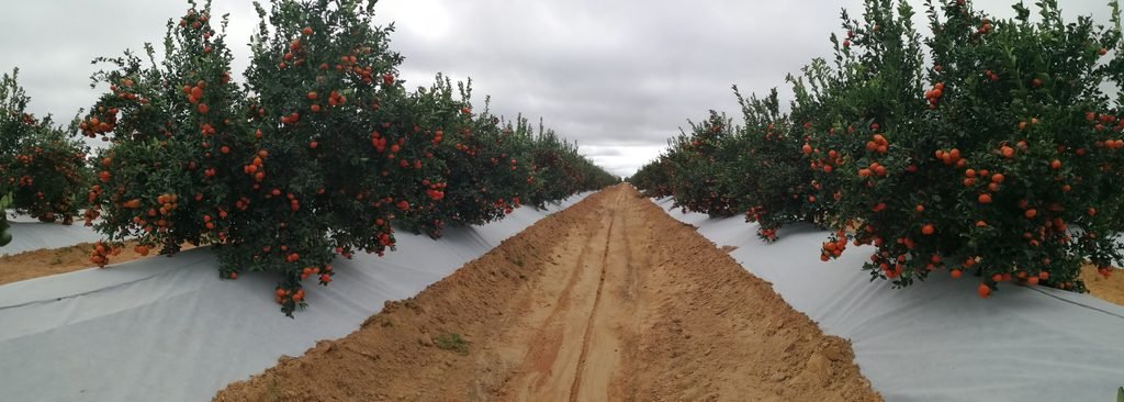 Malla bicapa antihierba Disaplint en plantación de cítricos (foto 3)