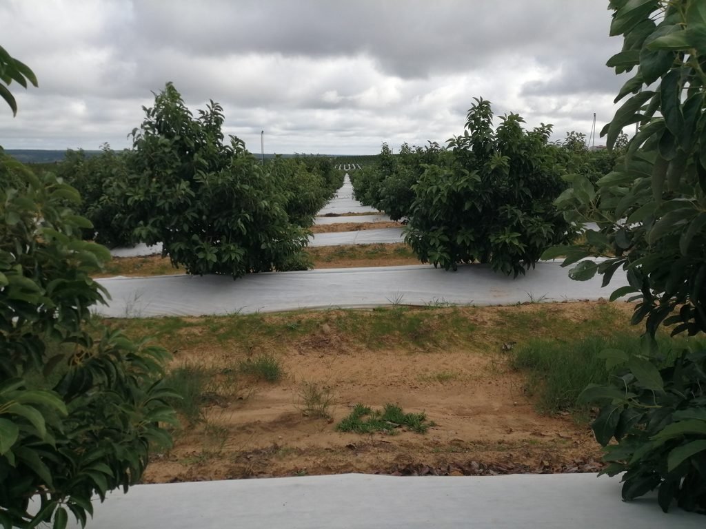 Malla bicapa antihierba Disaplint en plantación de aguacate (foto 2)