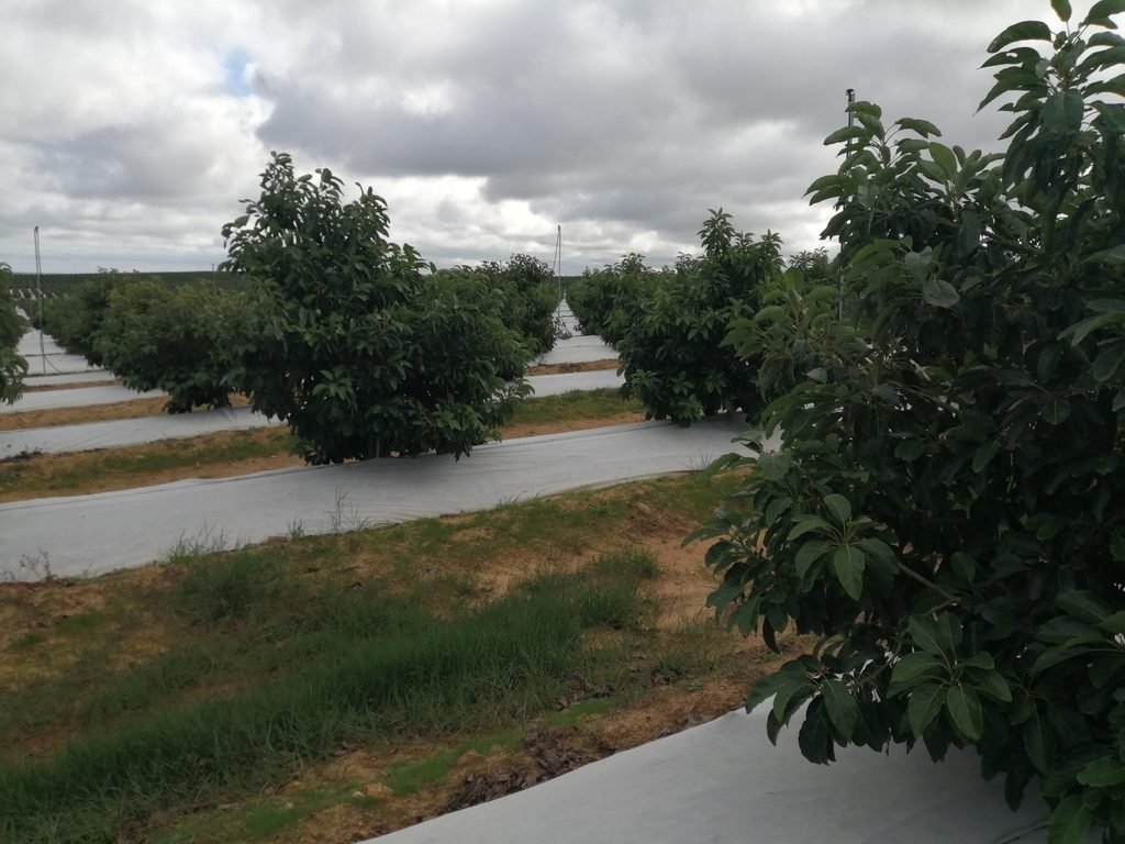 Malla bicapa antihierba Disaplint en plantación de aguacate (foto 3)
