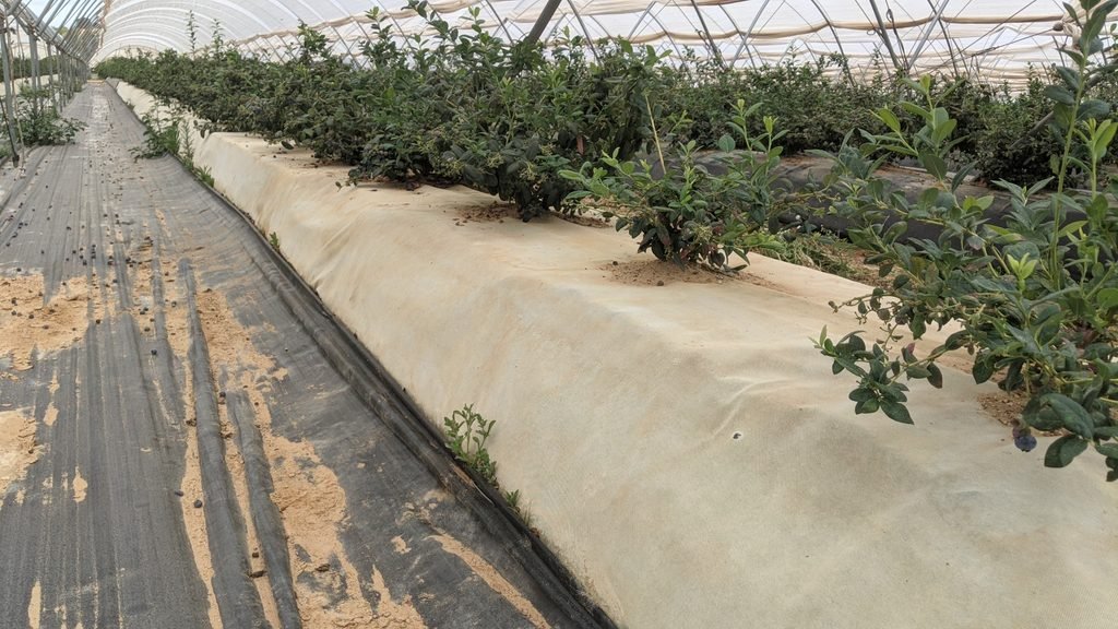 No Tejido antihierba Disaplint en cultivo de arándanos (foto 1)