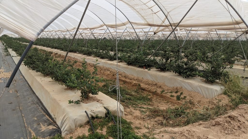 No Tejido antihierba Disaplint en cultivo de arándanos (foto 2)
