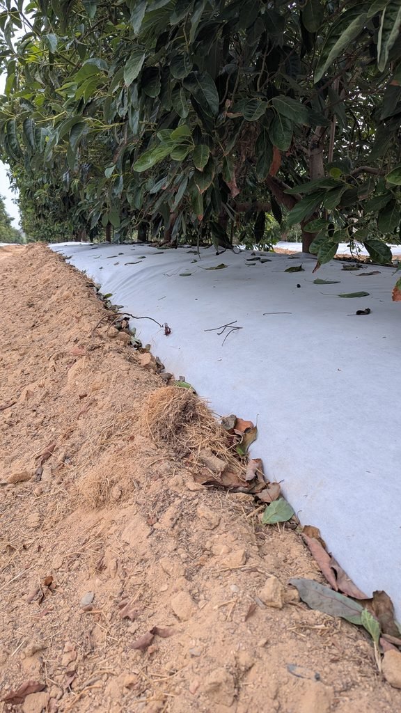 Colocación en campo de la malla bicapa antihierba Disaplint (foto 3)