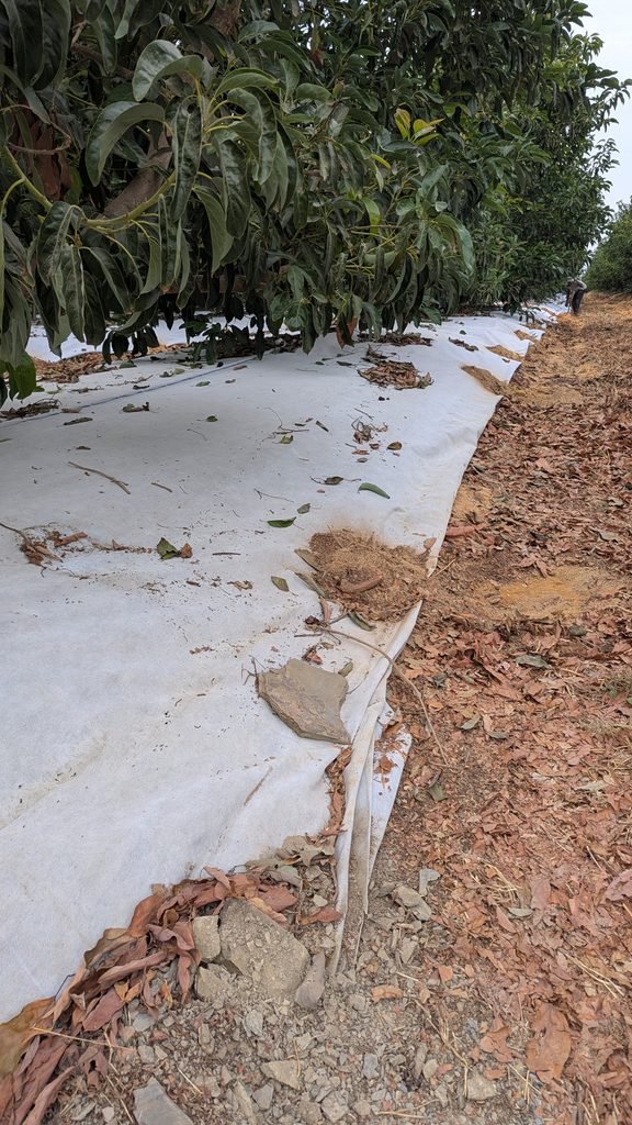 Colocación en campo de la malla bicapa antihierba Disaplint (foto 5)