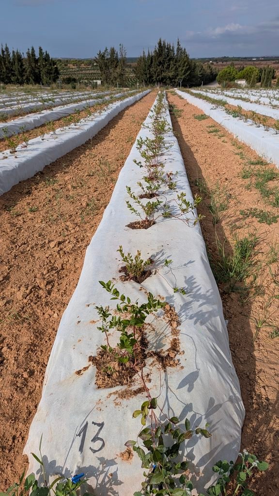 No Tejido antihierba Disaplint en cultivo de arándanos (foto 3)