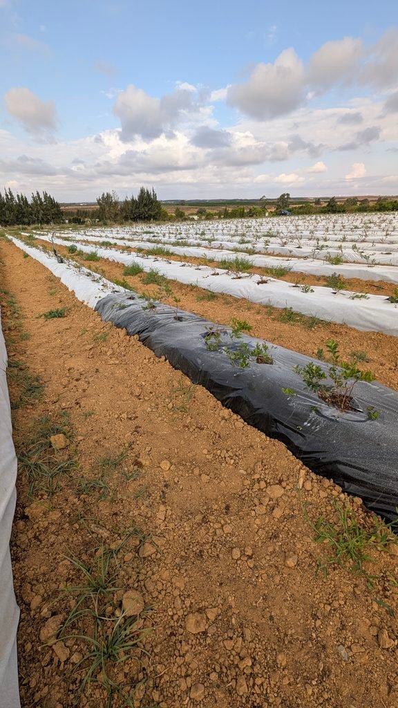 No Tejido antihierba Disaplint en cultivo de arándanos (foto 4)