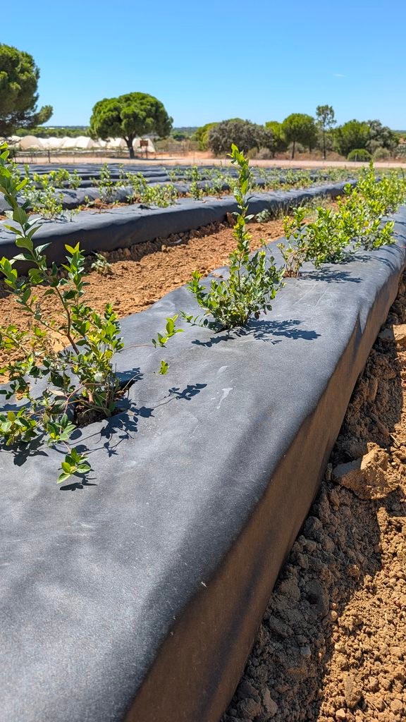 No Tejido antihierba Disaplint en cultivo de arándanos (foto 5)
