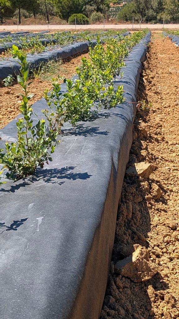 No Tejido antihierba Disaplint en cultivo de arándanos (foto 6)