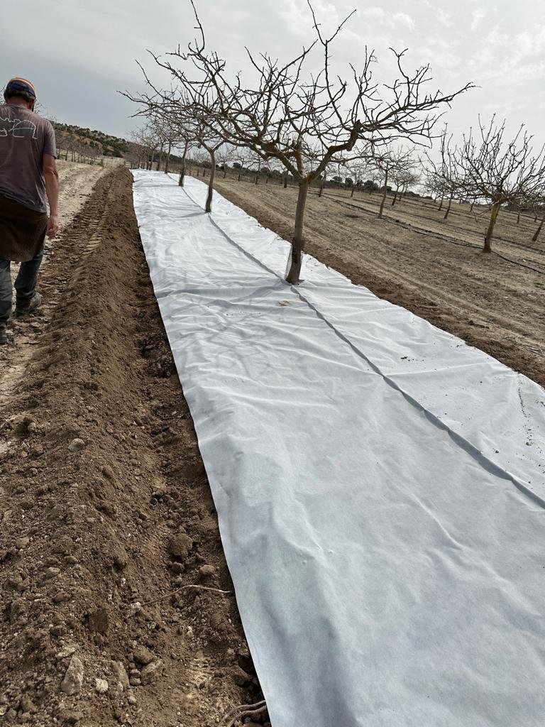 Malla bicapa antihierba Disaplint en plantación de pistacho (foto 1)