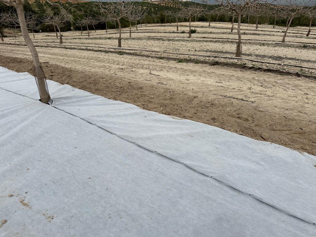 Malla bicapa antihierba Disaplint en plantación de pistacho (foto 6)