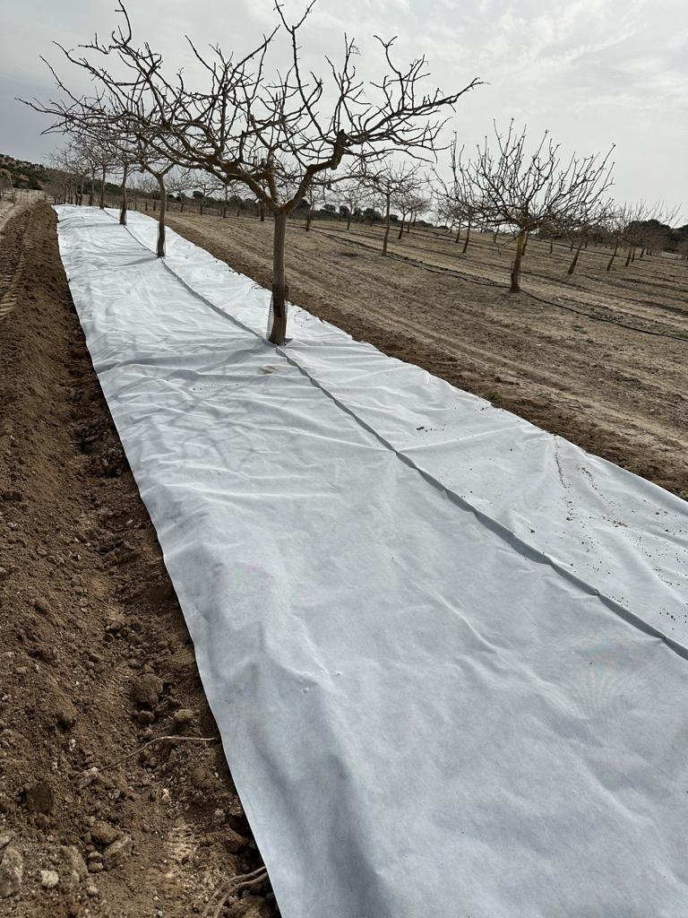 Malla bicapa antihierba Disaplint en plantación de pistacho (foto 2)
