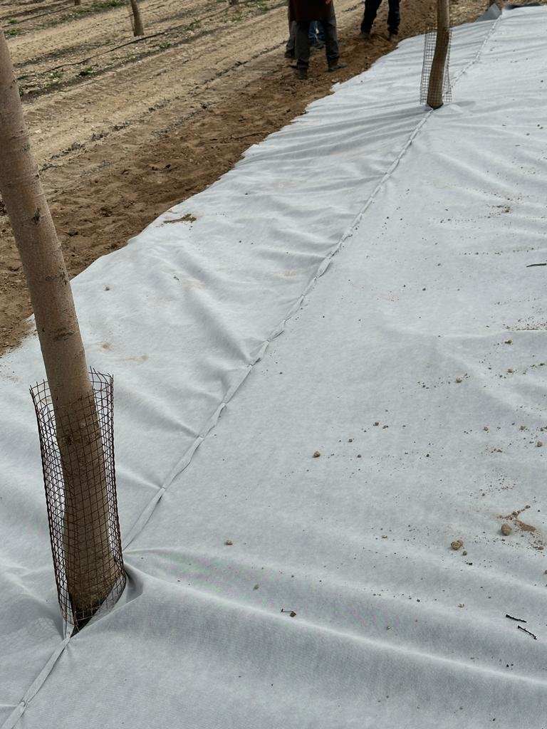 Malla bicapa antihierba Disaplint en plantación de pistacho (foto 3)
