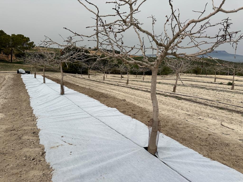 Malla bicapa antihierba Disaplint en plantación de pistacho (foto 4)