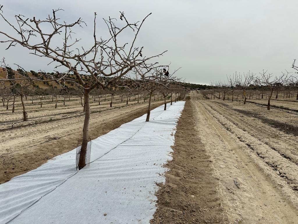 Malla bicapa antihierba Disaplint en plantación de pistacho (foto 5)