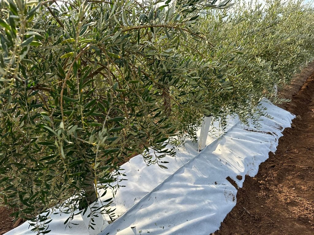 Malla bicapa antihierba Disaplint en olivar (foto 2)