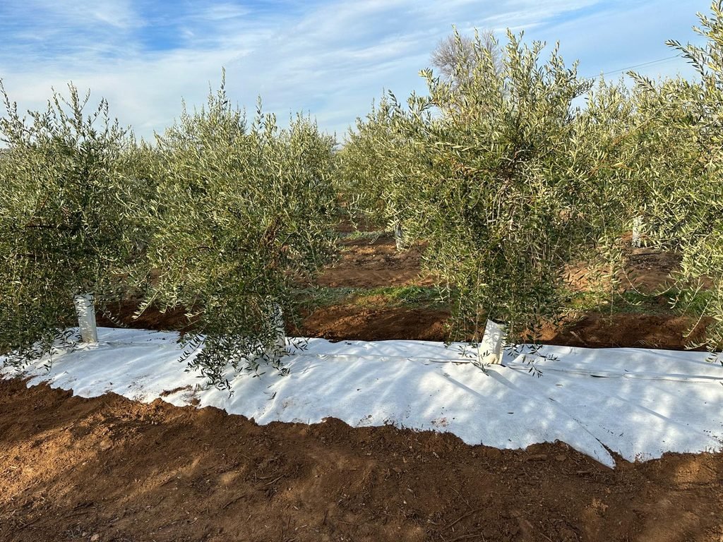 Malla bicapa antihierba Disaplint en olivar (foto 3)