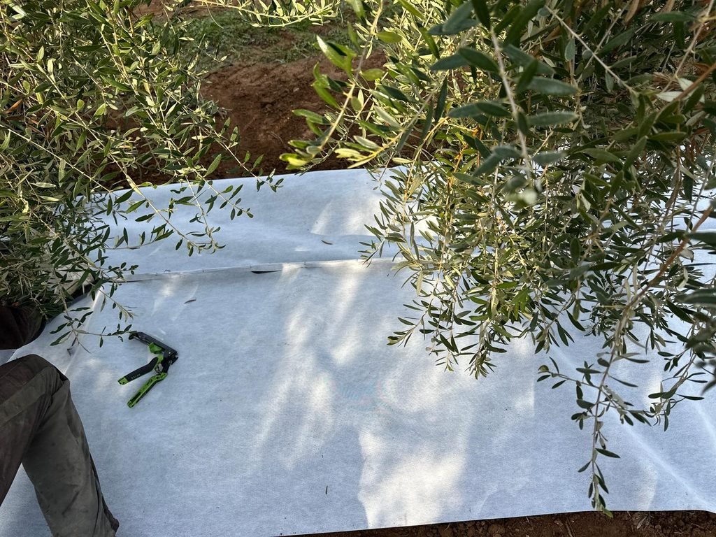Malla bicapa antihierba Disaplint en olivar (foto 4)