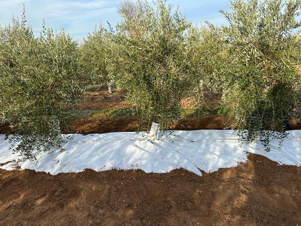 Malla bicapa antihierba Disaplint en olivar (foto 1)