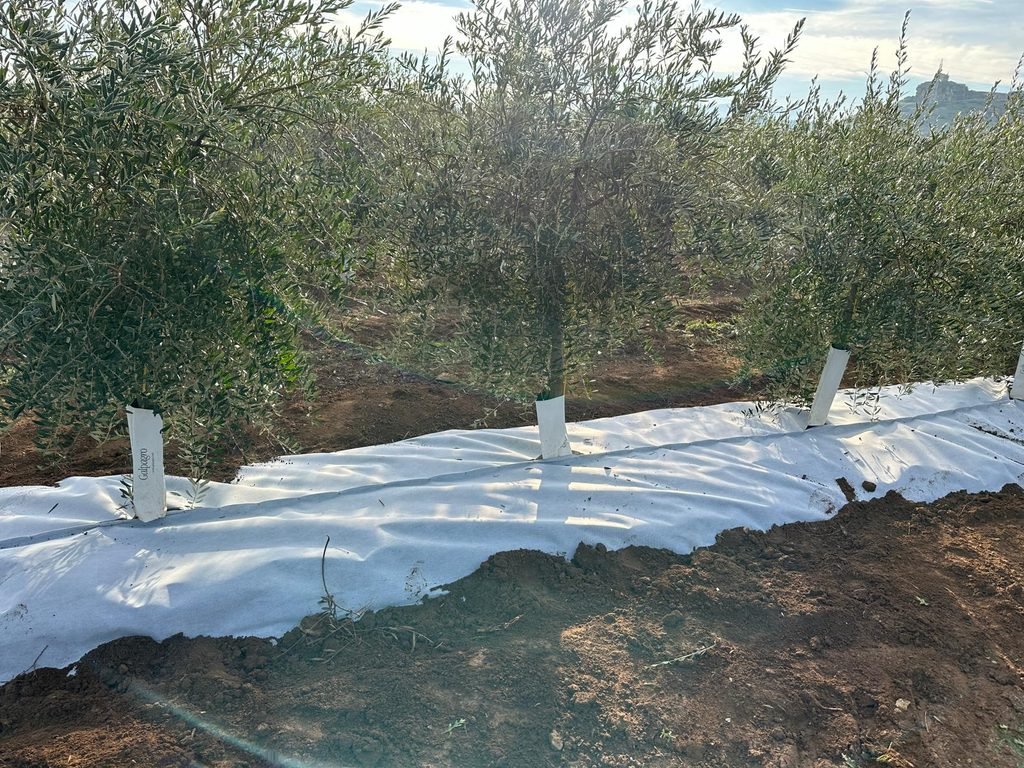 Malla bicapa antihierba Disaplint en olivar (foto 5)